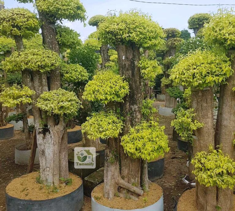 Jual bonsai anting putri pohon surabaya
