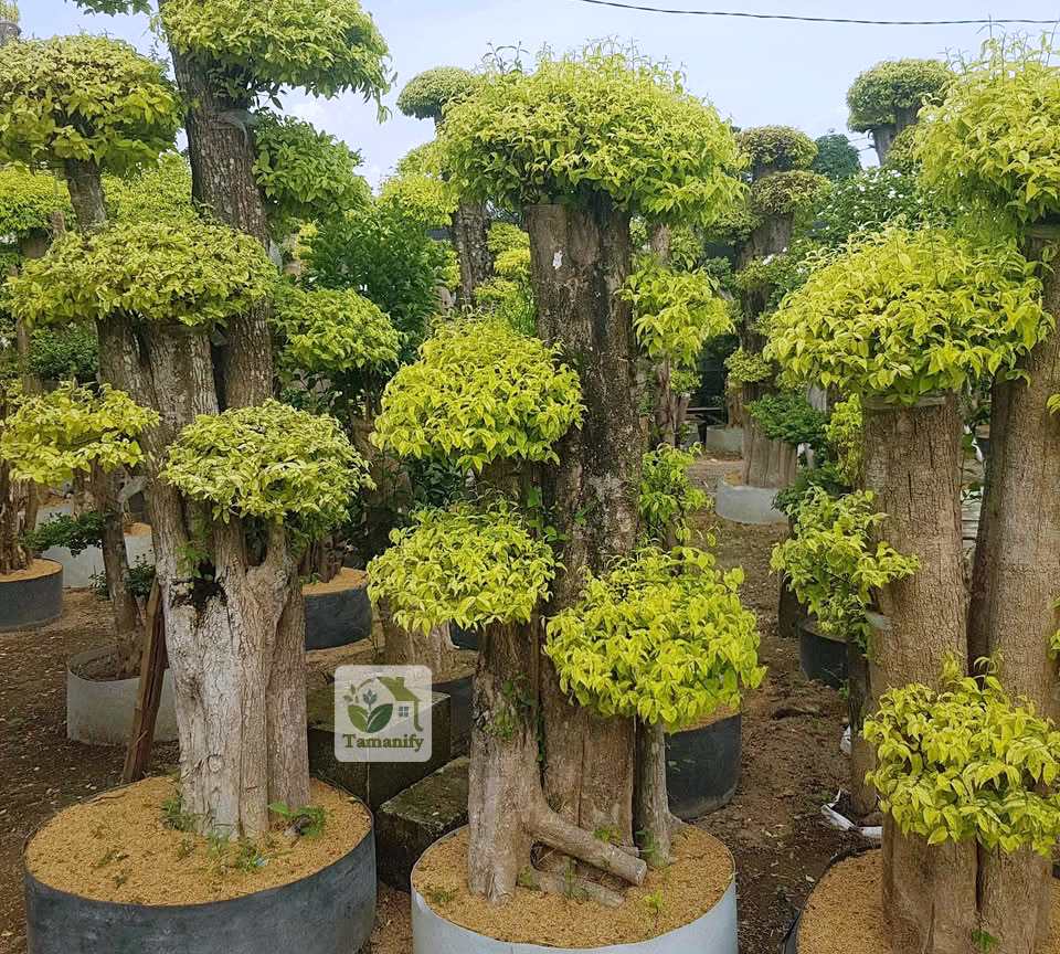 Read more about the article Jual Bonsai Anting Putri di Surabaya Top#1 Pohon Taman