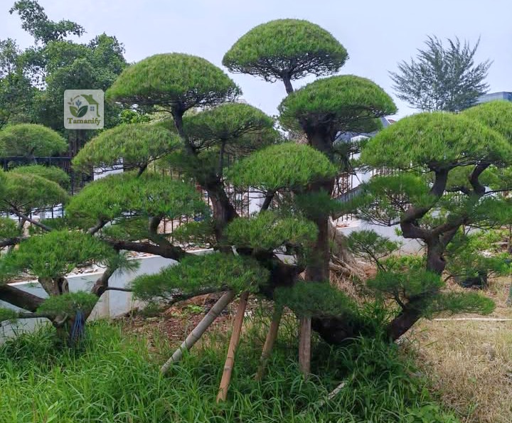 Read more about the article Jual Cemara Udang Surabaya Top#1 Pohon Bonsai Taman
