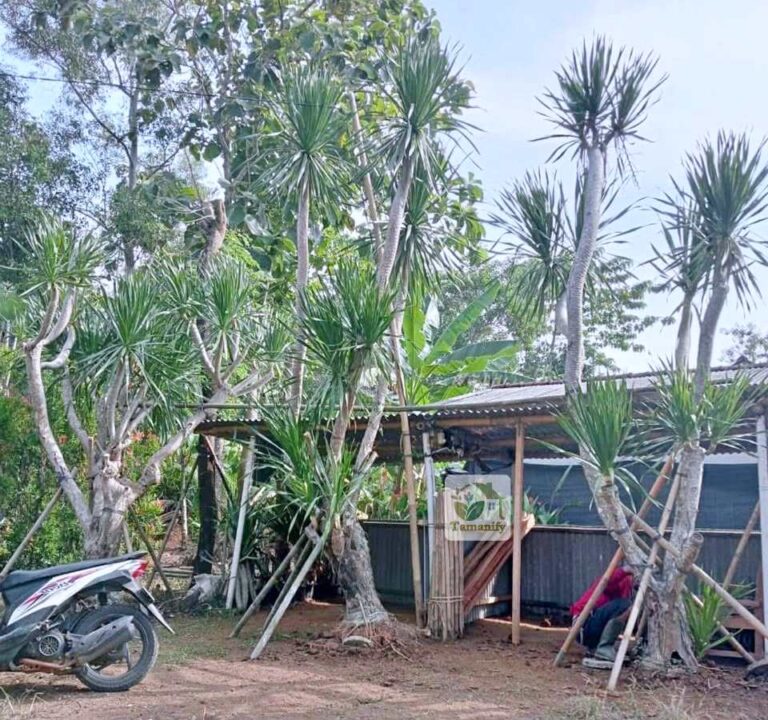 Jual pandan bali tanaman surabaya
