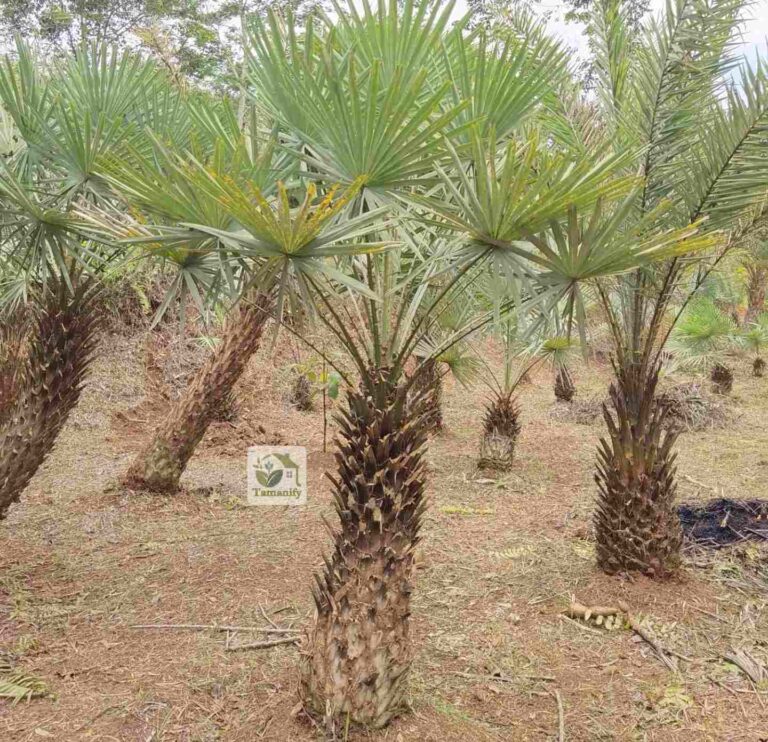 Jual pohon bajul copernis surabaya