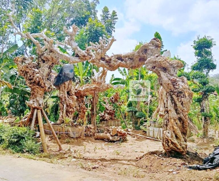 Jual pohon kamboja fosil surabaya