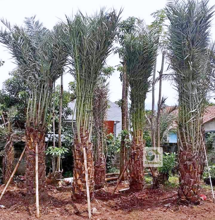 Read more about the article Jual Pohon Kurma Surabaya #1 Garansi Hidup & Stock Lengkap