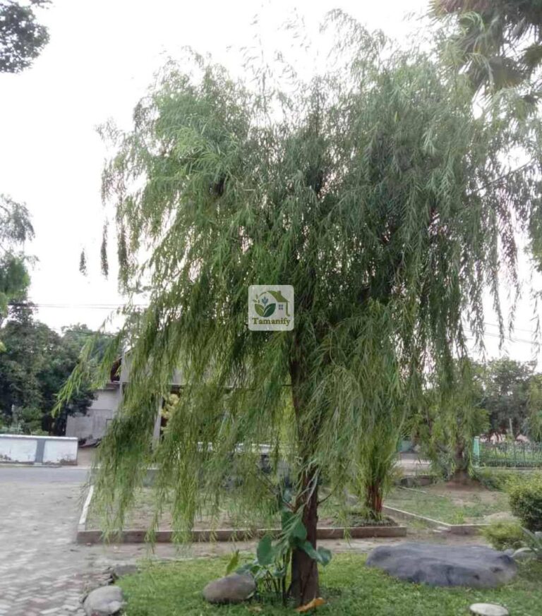 Jual pohon liang liu janda merana surabaya