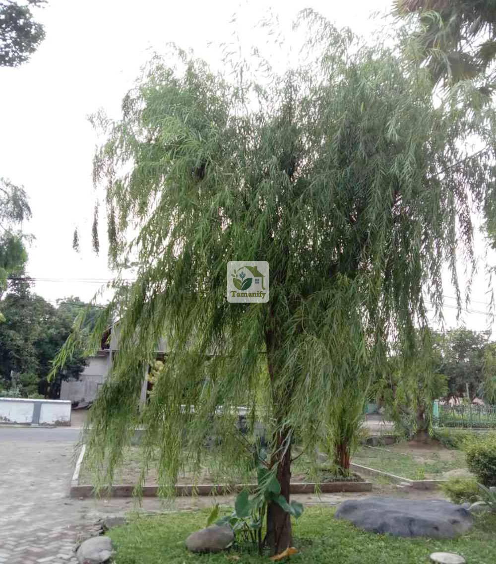 Read more about the article Jual Pohon Liang Liu (Janda Merana) Surabaya Top#1 Kualitas
