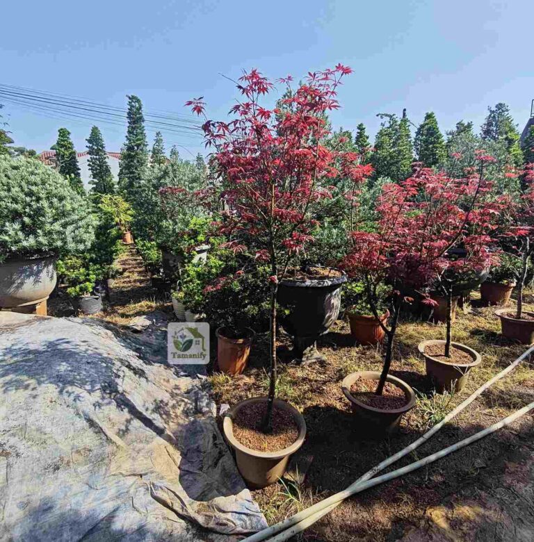 jual pohon red maple surabaya