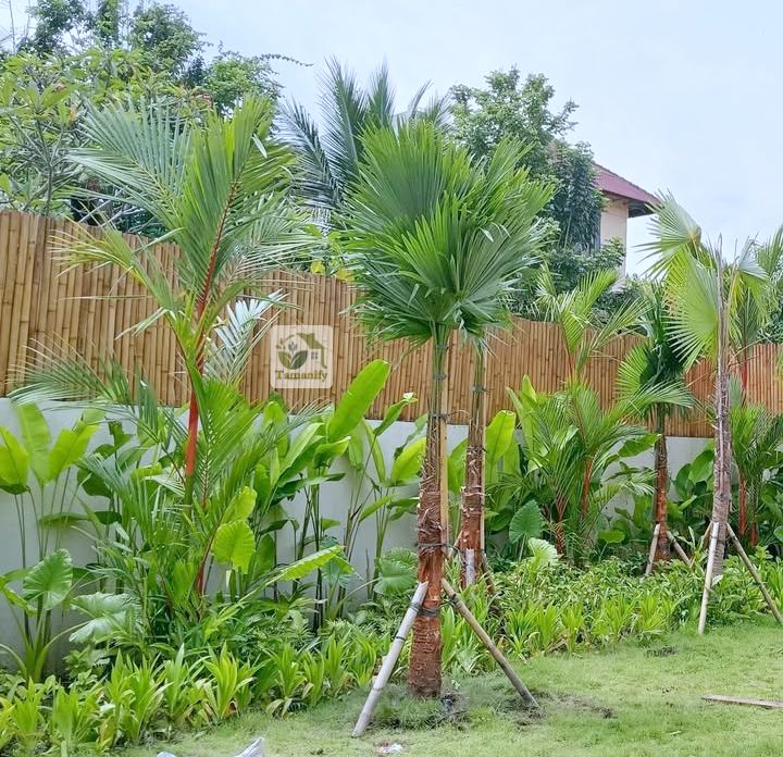 Read more about the article Jual Pohon Palem Sadeng Surabaya 110% Bergaransi