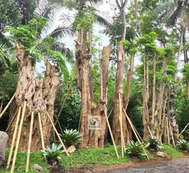 jual pohon pule surabaya