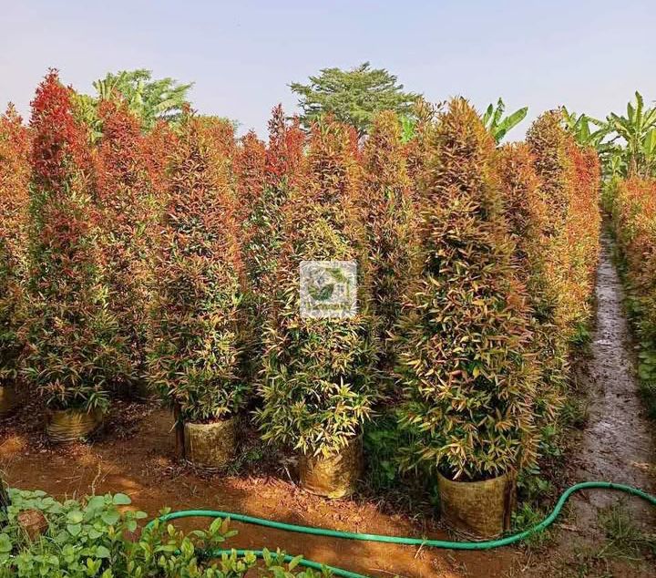 Read more about the article Jual Tanaman Pucuk Merah Surabaya #1 Pilihan Pohon Taman