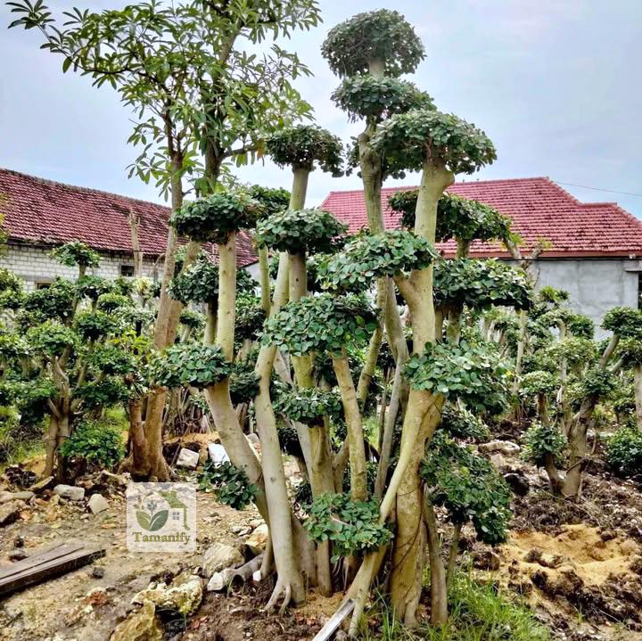 Read more about the article Jual Bonsai Dolar Surabaya #1 Pohon Beringin Korea
