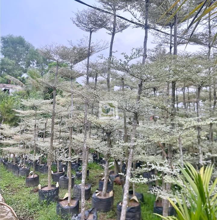 Read more about the article Jual Pohon Ketapang Kencana Surabaya 100% Bergaransi