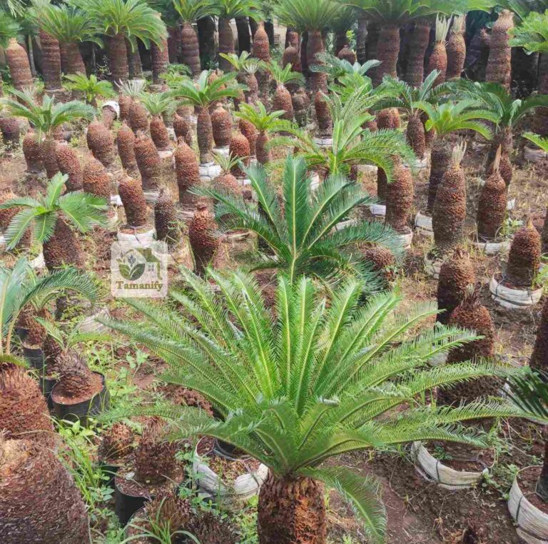 jual palem sikas pohon mawar jambe surabaya