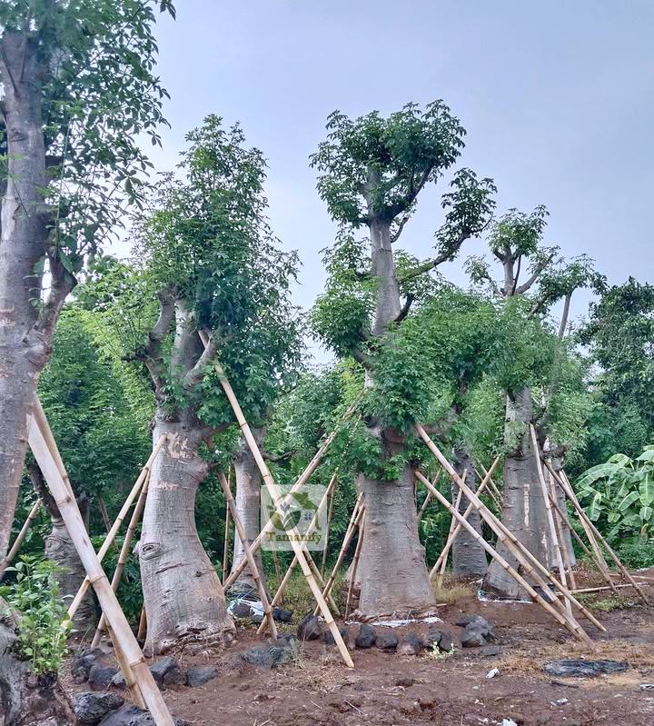 Read more about the article Jual Baobab Surabaya #1 Pohon Kaki Gajah 110% Bergaransi