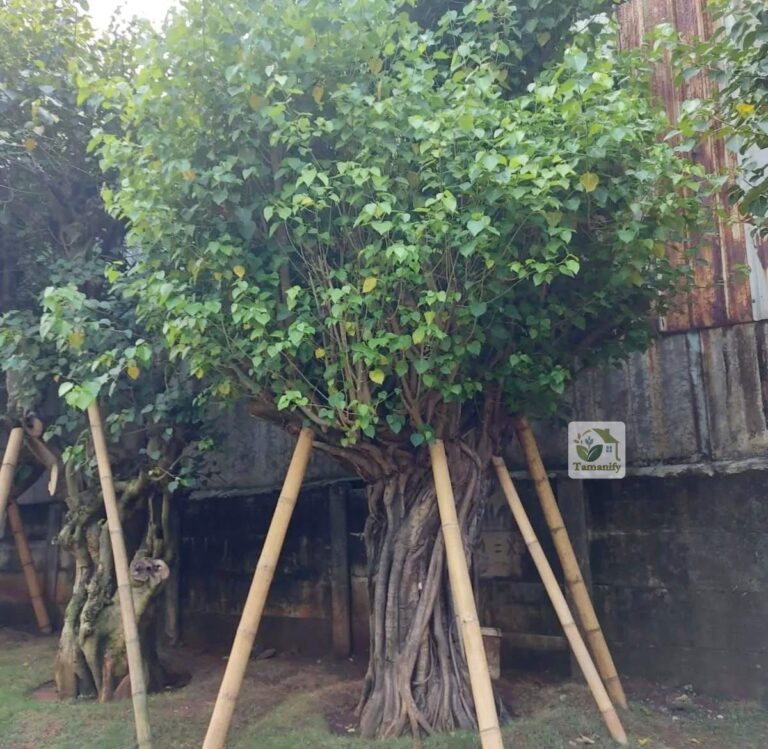 jual pohon bodhi ancak surabaya