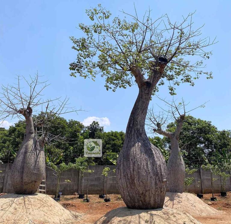 jual pohon bottle tree surabaya