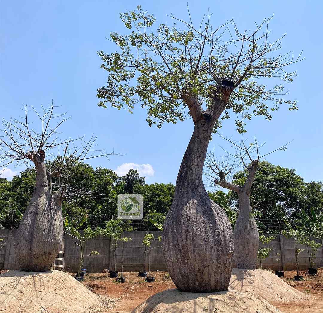 Read more about the article Jual Bottle Tree Surabaya Import #1 Pohon Chorisia Speciosa