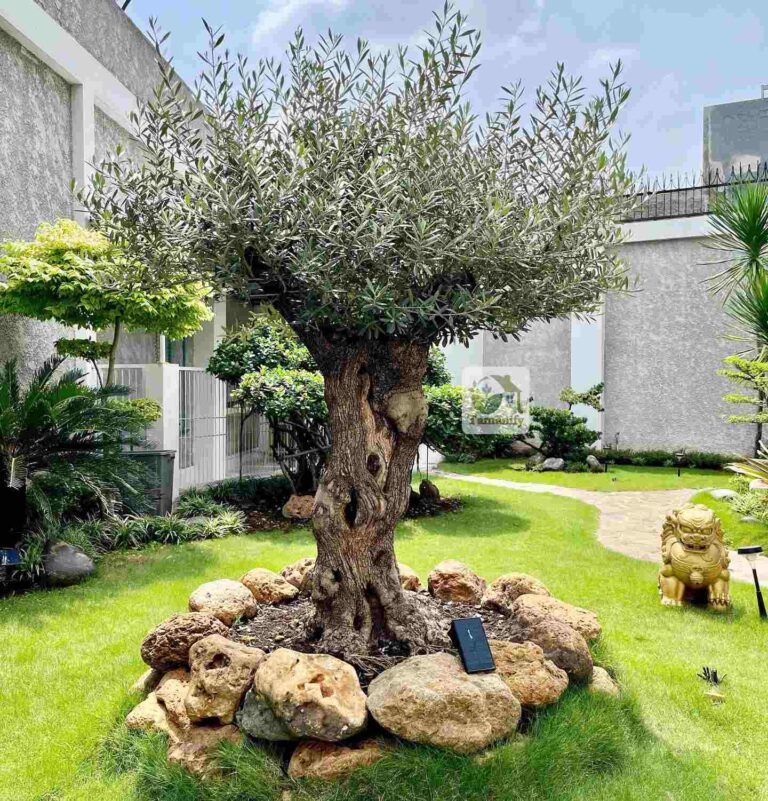 jual pohon olive tree zaitun spain surabaya