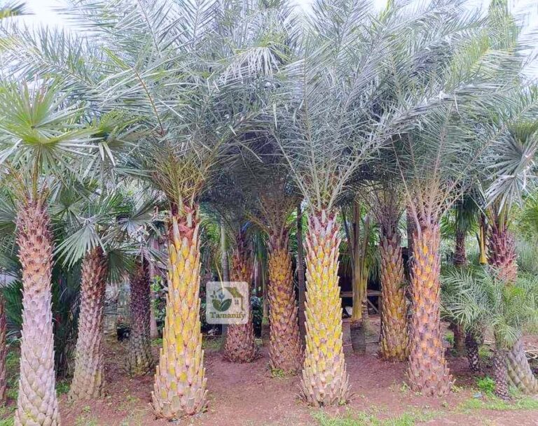 jual pohon palem kenari surabaya
