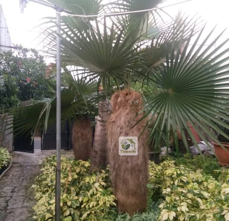 jual palem jenggot coccothrinax crinita surabaya