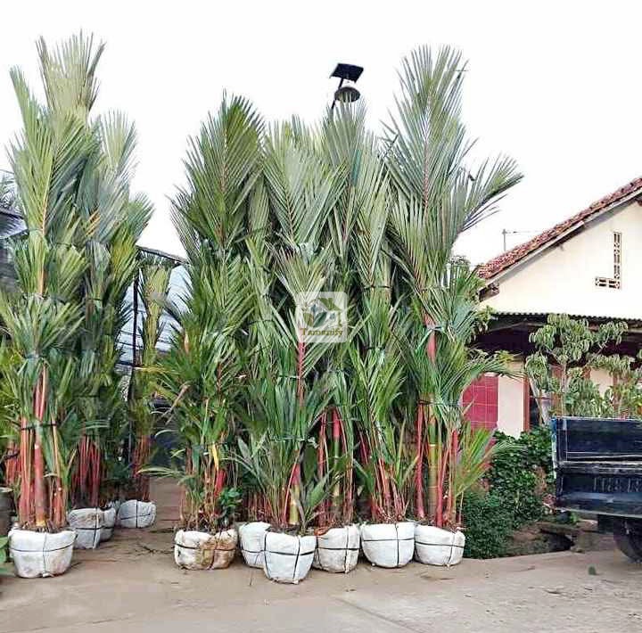Read more about the article Jual Pohon Palem Merah Surabaya Top#1 Bergaransi
