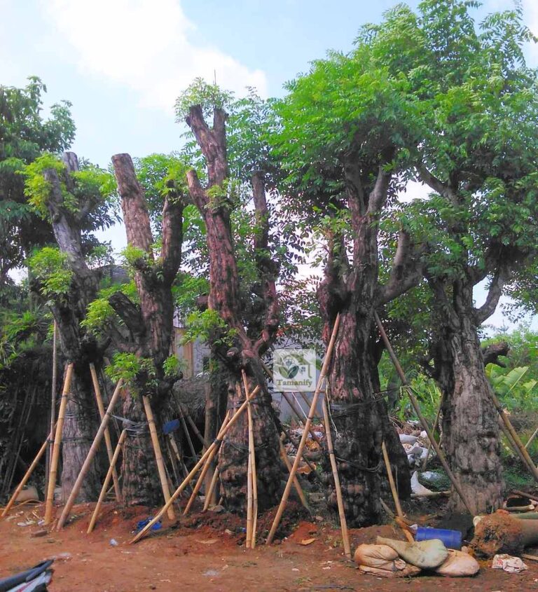 pohon balibong surabaya