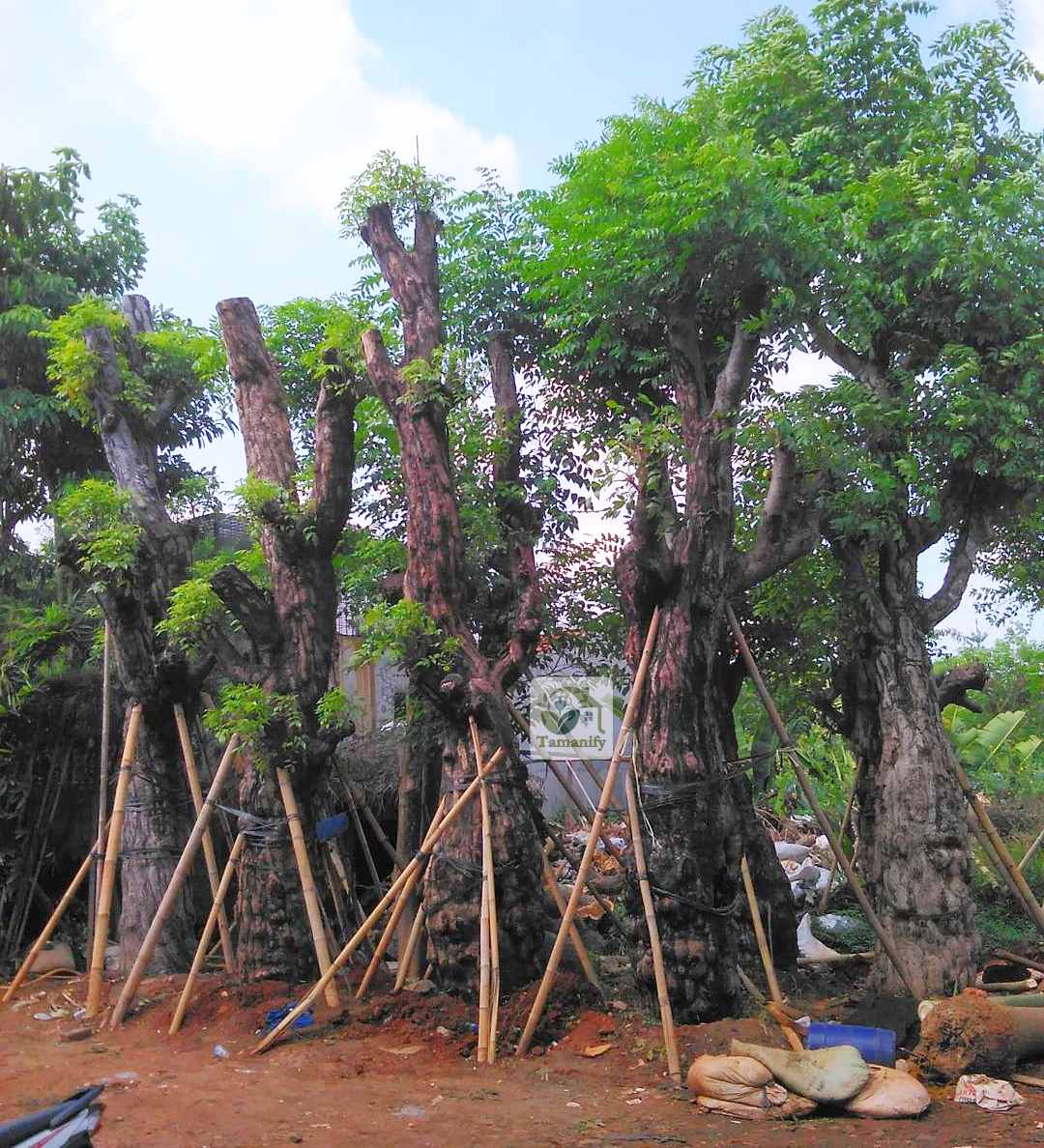 Read more about the article Jual Pohon Balibong Surabaya Top#1 Fosil Bergaransi