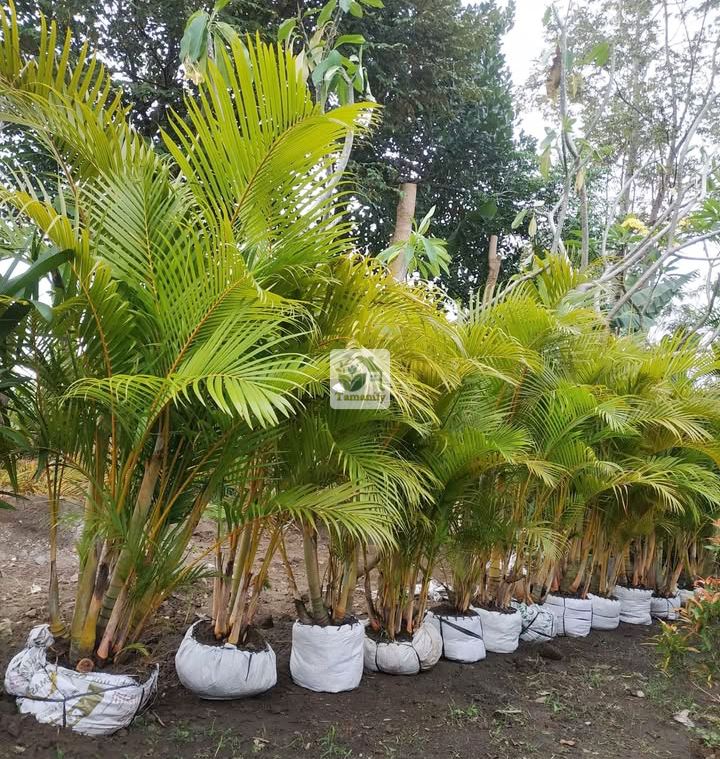 Read more about the article Jual Pohon Palem Kuning Surabaya Top#1 Berkualitas Terbaik