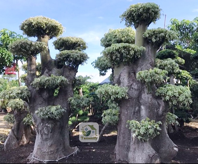Read more about the article Jual Randu Varigata Surabaya #1 Pohon Bonsai Terbaik